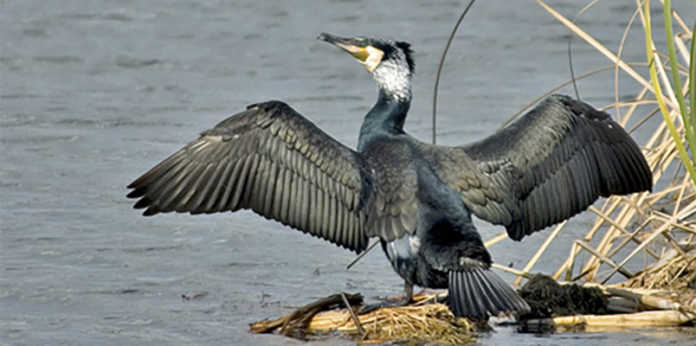 I cormorani invadono la Puglia