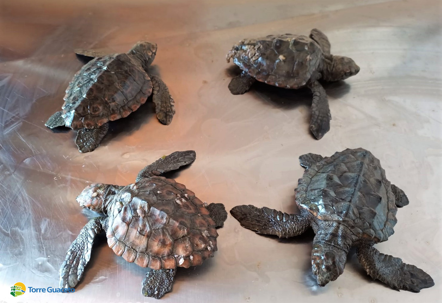 Salvati a Torre Guaceto gli animali stremati dal freddo