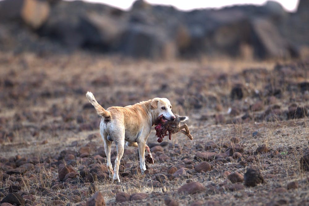 Nelle campagne animali domestici uccisi da lupi e cani inselvatichiti Nelle campagne animali domestici uccisi da lupi e cani inselvatichiti
