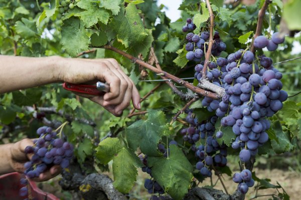 "All'Europa diciamo che il vino annacquato e senza alcool non è vino” "All'Europa diciamo che il vino annacquato e senza alcool non è vino”