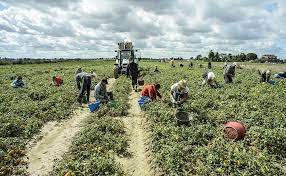 Vietato in Puglia lavorare nei campi nelle ore calde Vietato in Puglia lavorare nei campi nelle ore calde