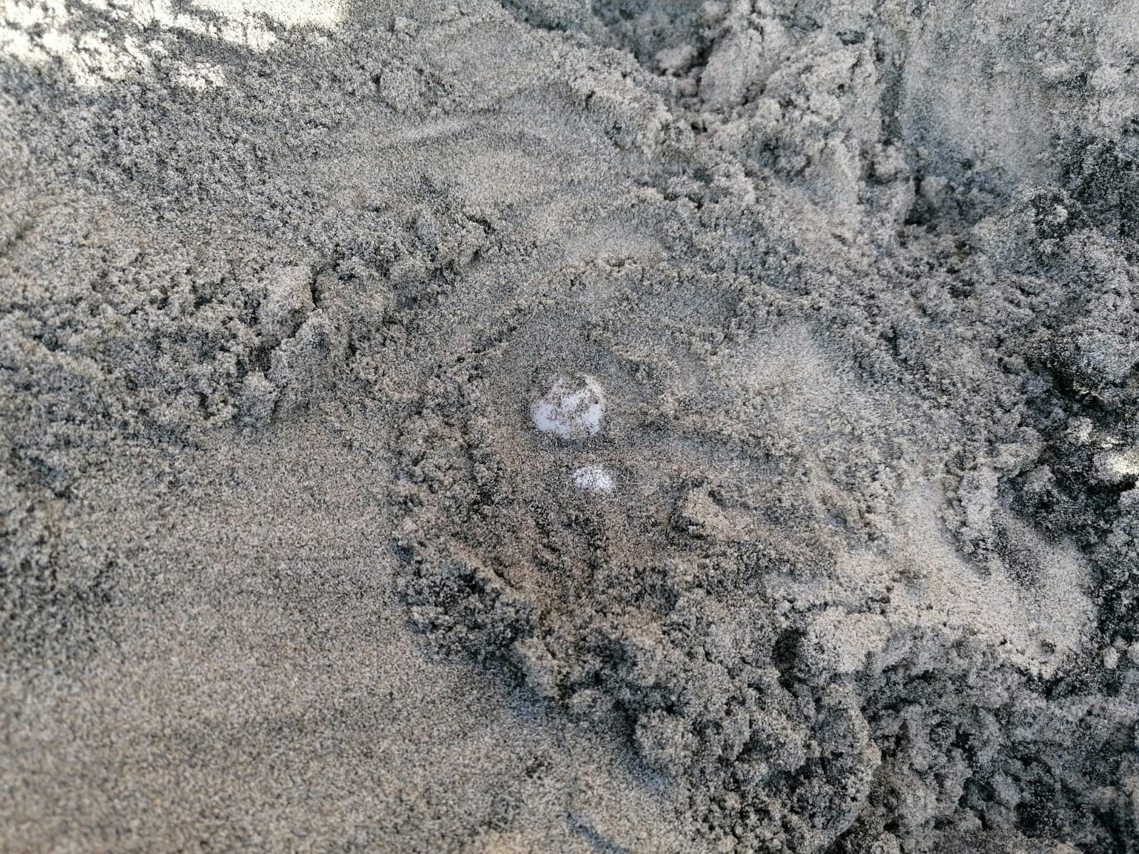 A Torre dell'Orso è tornata a fare le uova la Caretta Caretta