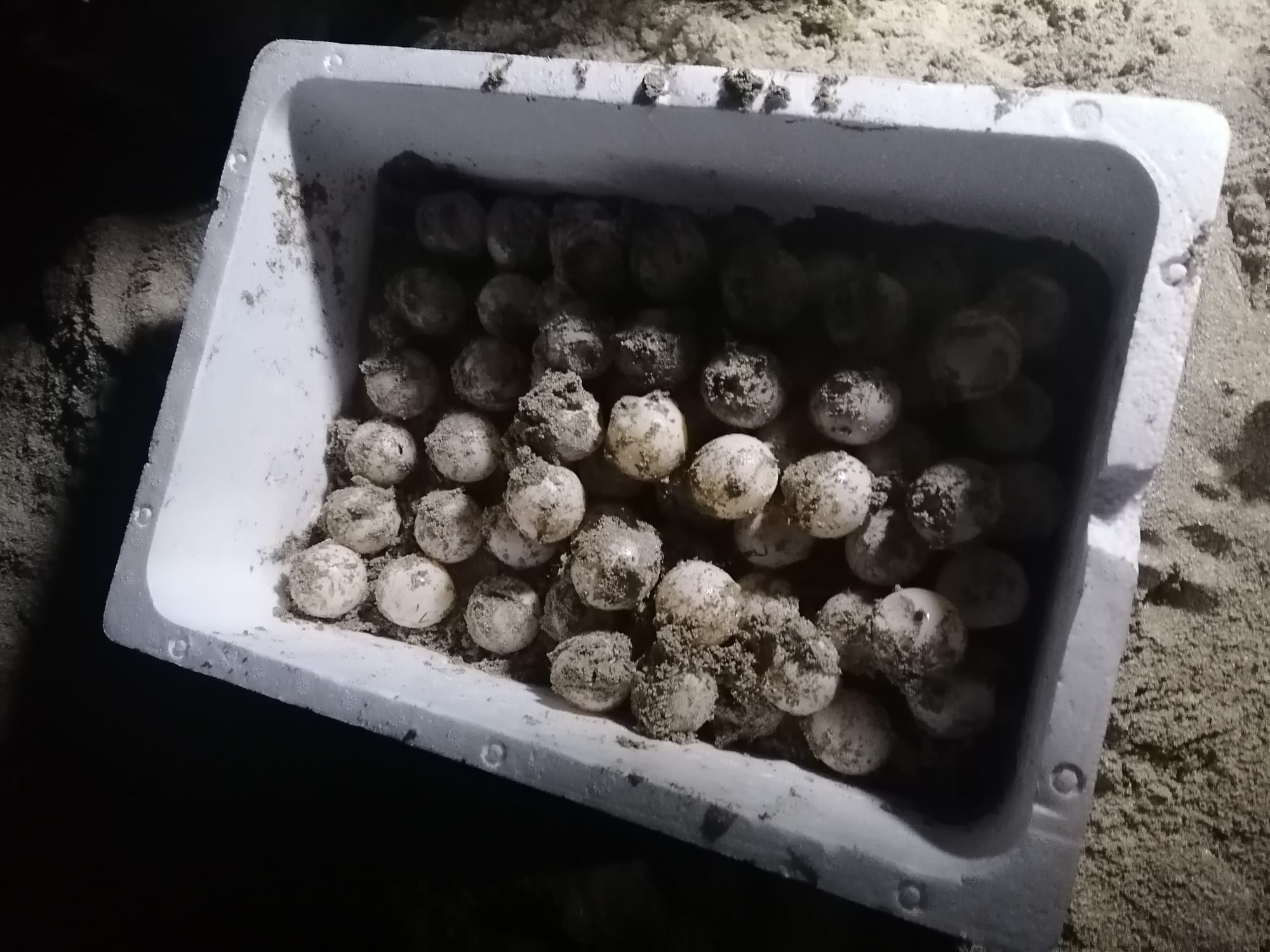 Caretta caretta deposita 105 uova a Lido Conchiglie sulla spiaggia del 61° Stormo di Galatina