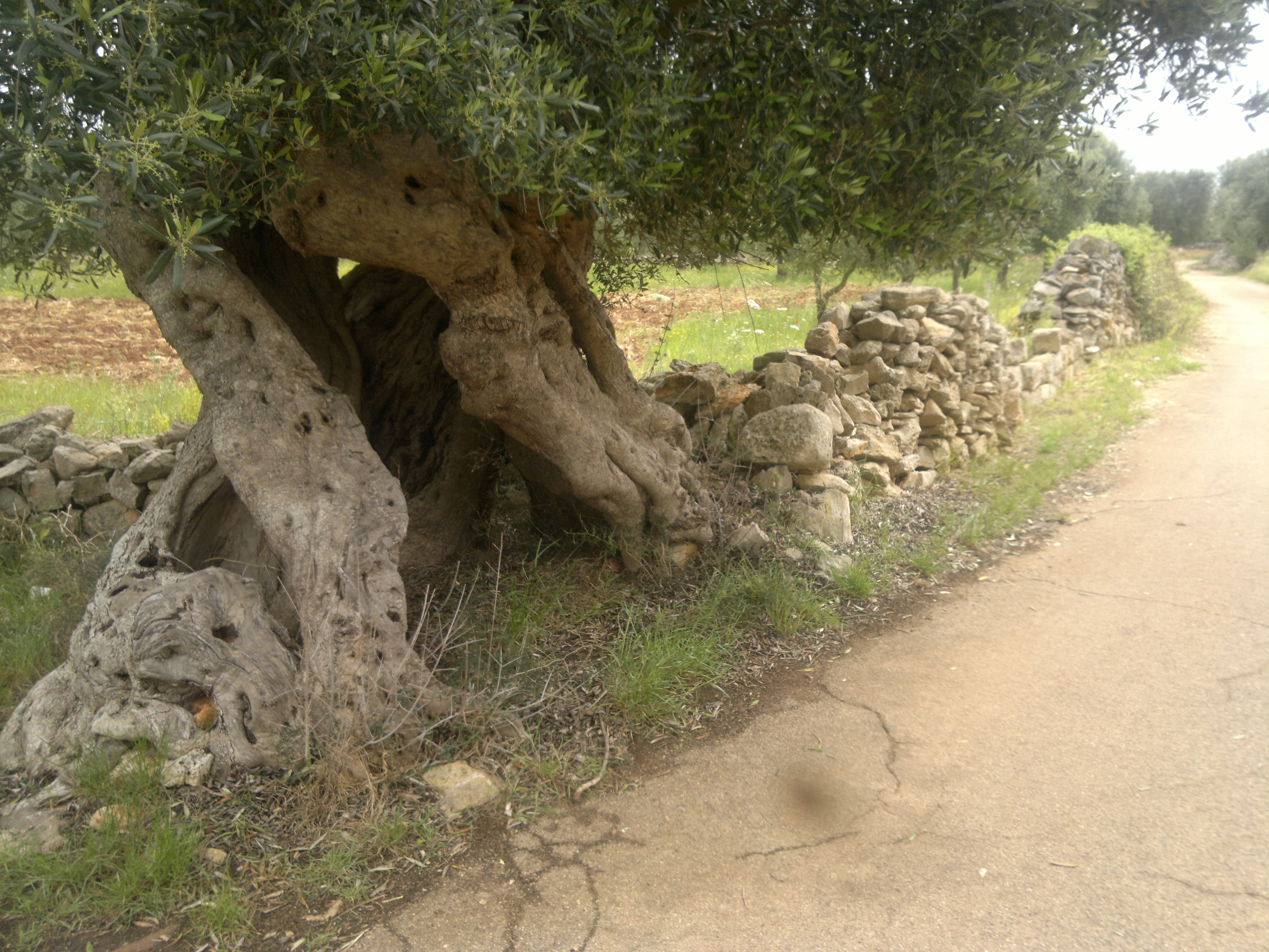 Salviamo gli ulivi del Salento Salviamo gli ulivi del Salento