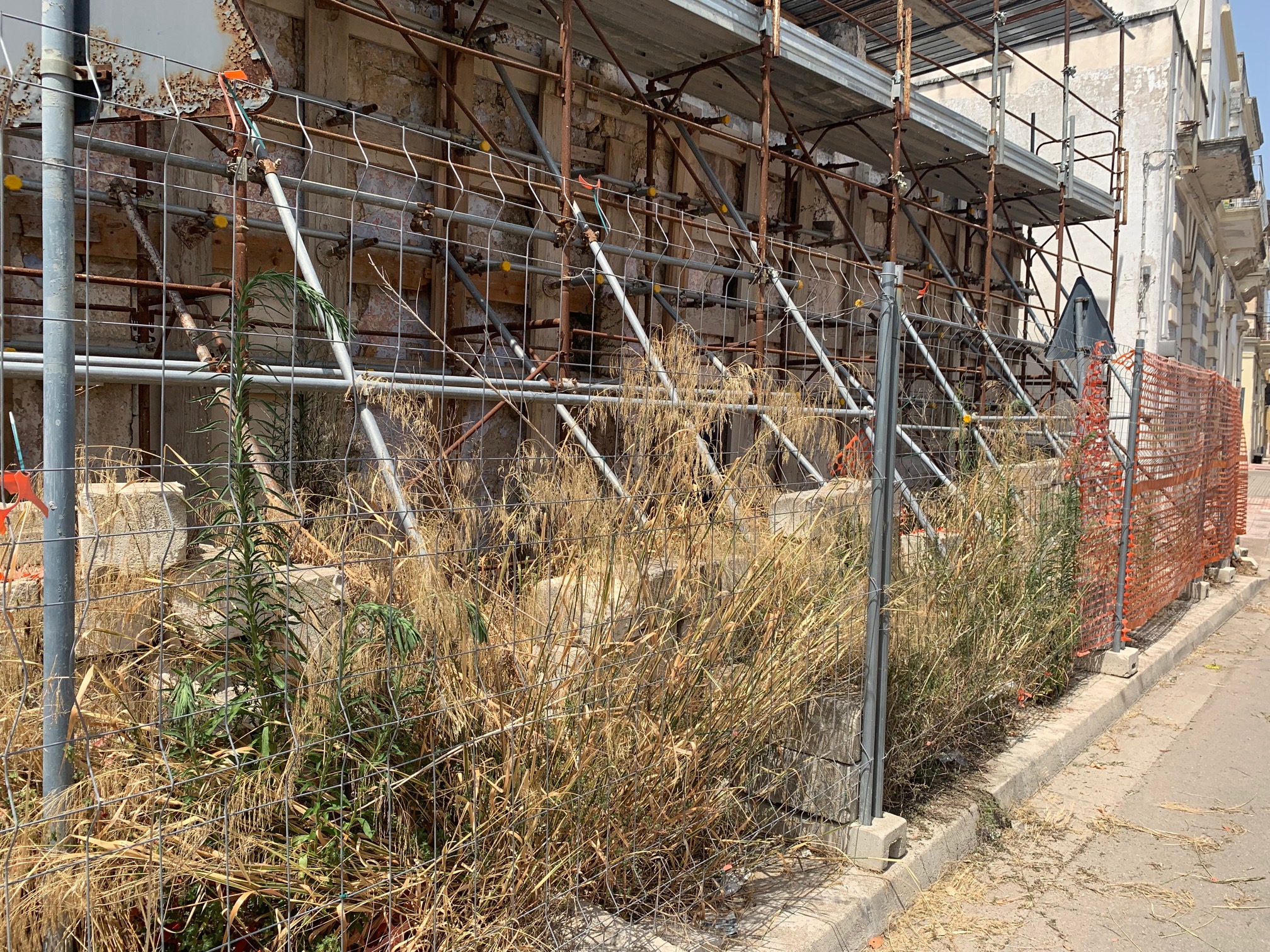 &quot;Rigogliosi alberelli di fico sul tetto della vecchia chiesa di Santa Lucia&quot;