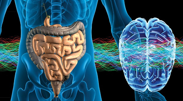 Proteggere e migliorare le funzioni cerebrali con i probiotici Proteggere e migliorare le funzioni cerebrali con i probiotici