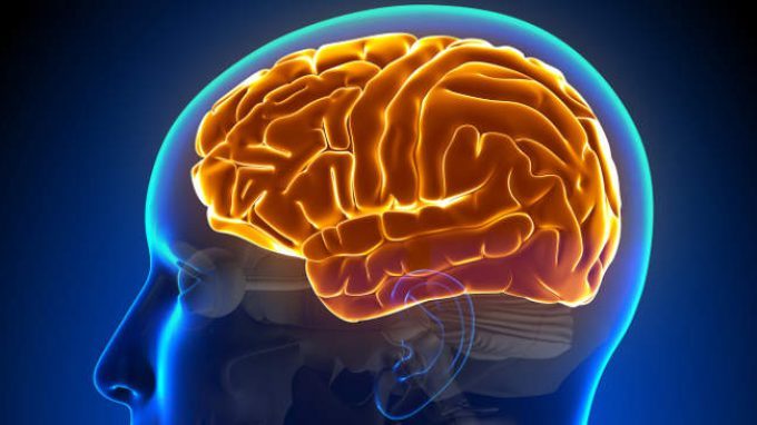 RAPID, un nuovo metodo per "vedere" il cervello RAPID, un nuovo metodo per "vedere" il cervello
