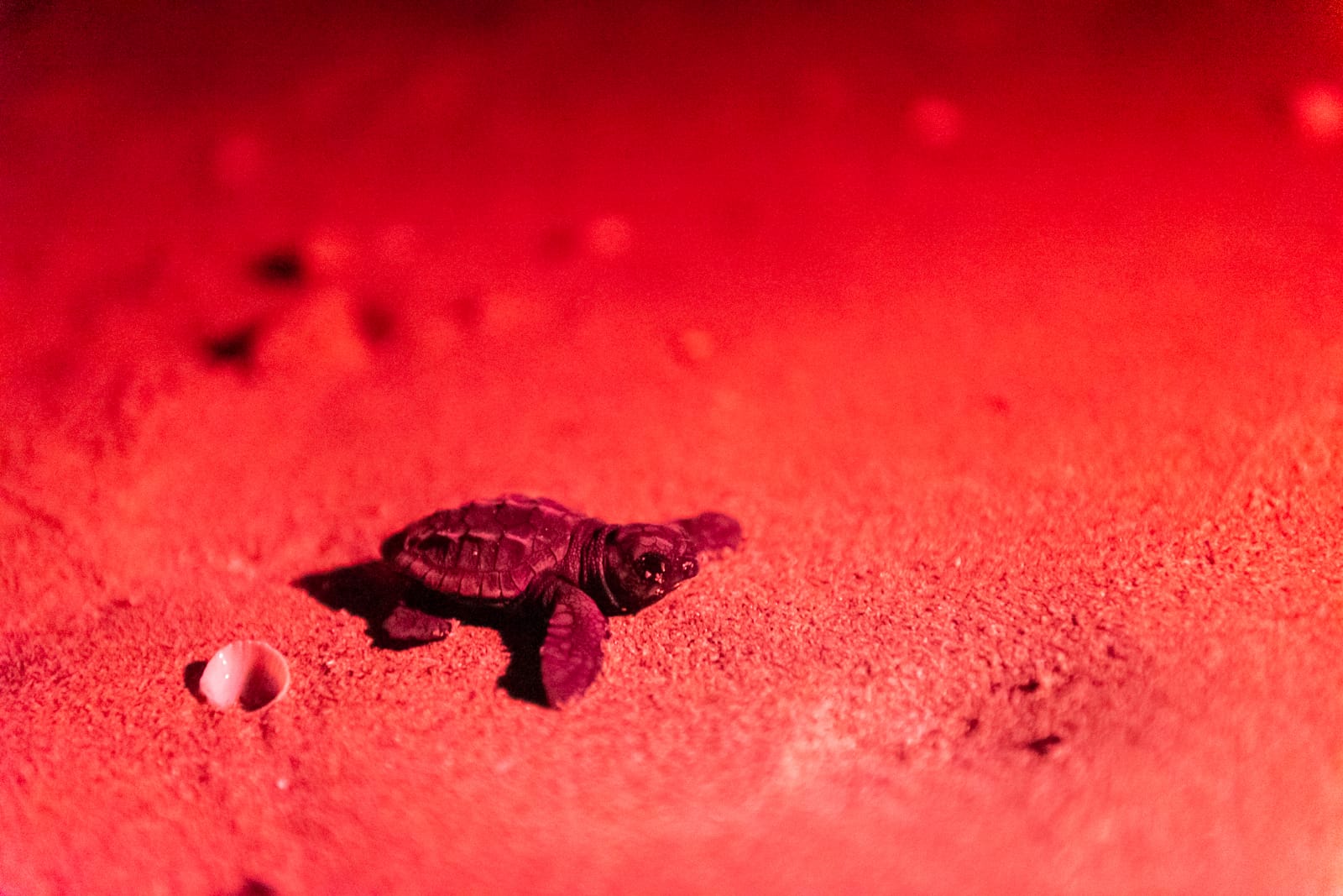 Nate a Lido Conchiglie le prime Caretta caretta