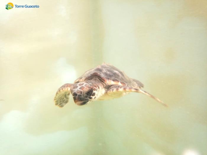 Salvata a Brindisi una tartaruga marina con un amo in bocca