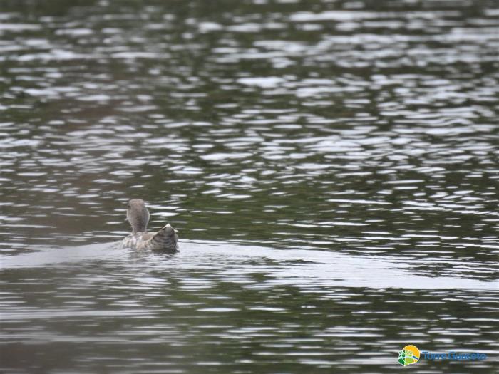La rarissima anatra marmorizzata fa tappa a Torre Guaceto
