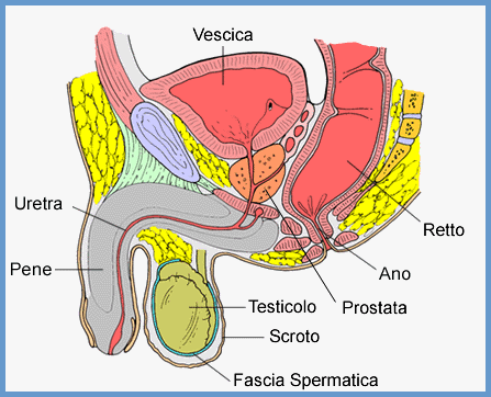 Il tumore alla prostata colpisce di più al nord ma fa più vittime al sud