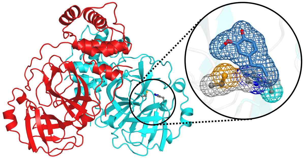 L’eugenolo, disinfettante locale usato in odontoiatria, può fermare il coronavirus?