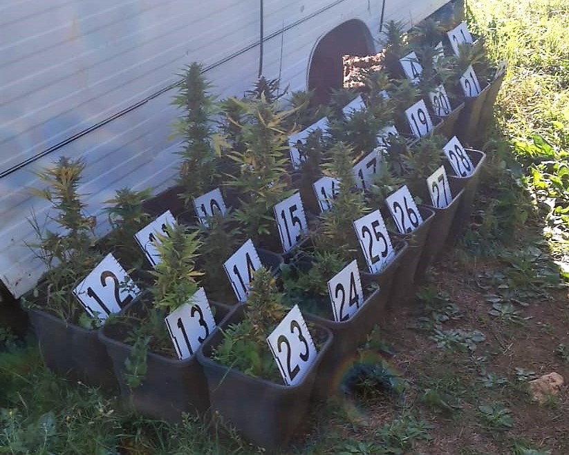 Coltivava marijuana in una roulotte vicino casa, denunciato trentaseienne galatinese