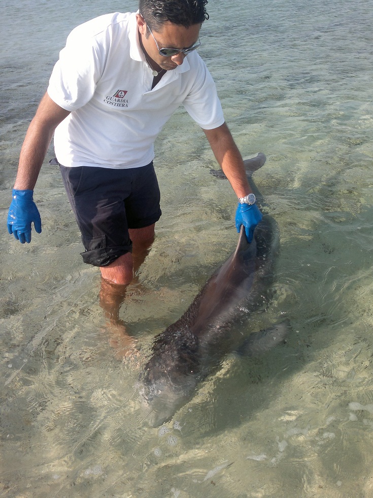 Salvato a Porto Cesareo un piccolo delfino Salvato a Porto Cesareo un piccolo delfino
