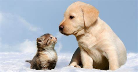 Obbligatorio anche in Puglia microchippare i gatti Obbligatorio anche in Puglia microchippare i gatti