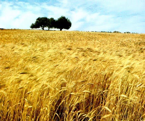 La campagna di un uomo ricco aveva dato un buon raccolto La campagna di un uomo ricco aveva dato un buon raccolto