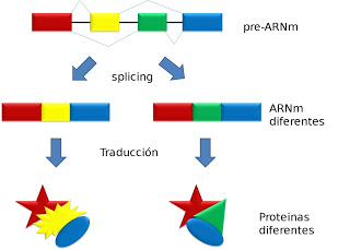 Il 'copia-incolla' genetico porta verso la metastasi o la crescita