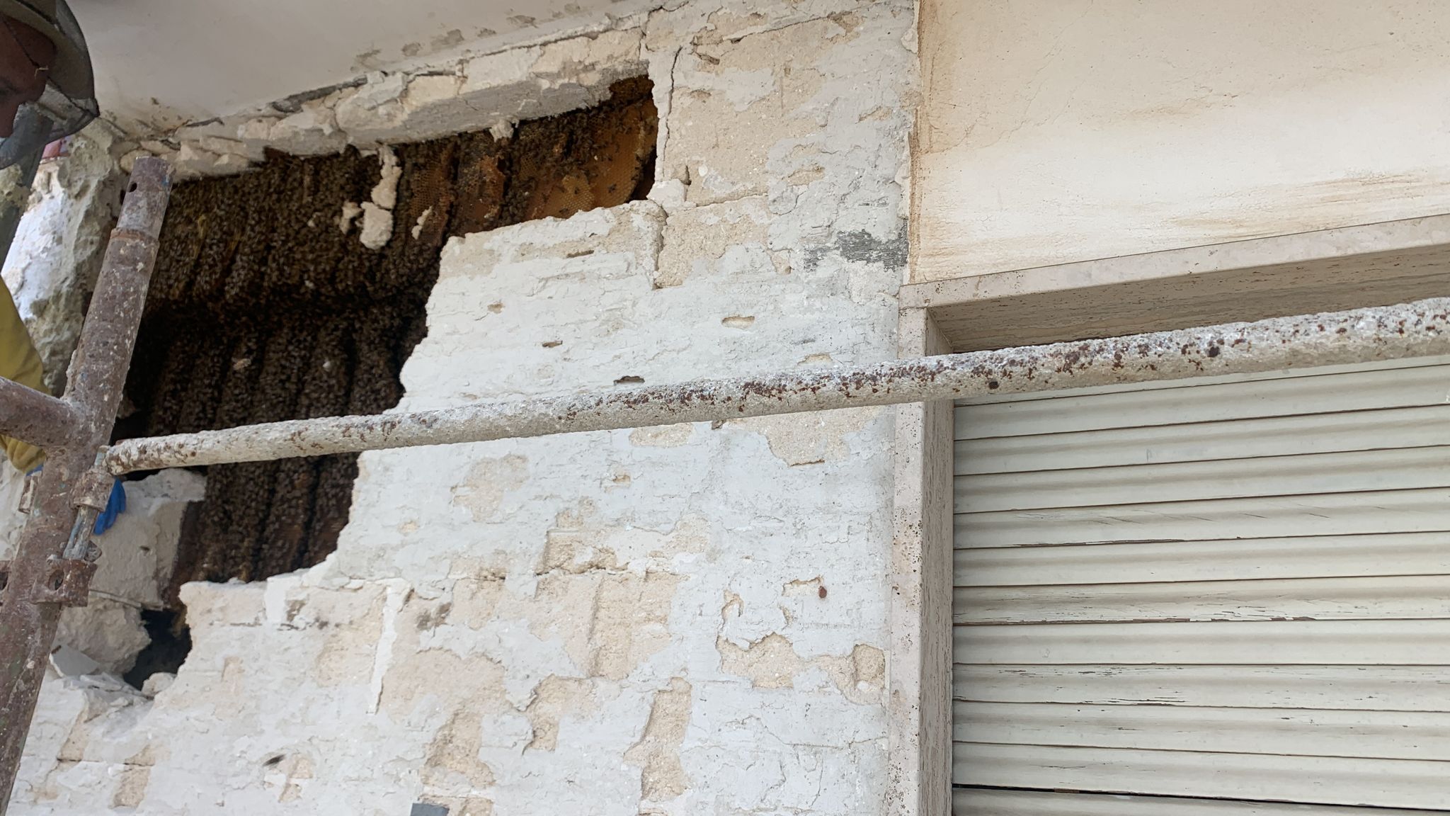 A Galatina un alveare fra le crepe di un muro