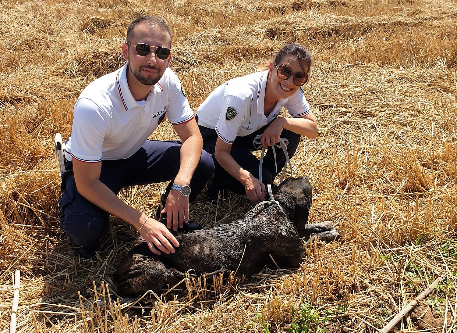 La Polizia Locale di Galatina salva dall'annegamento una femmina di cane corso