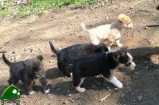 Abbandona un cane e viene scoperto, collemetese rischia l'arresto Abbandona un cane e viene scoperto, collemetese rischia l'arresto