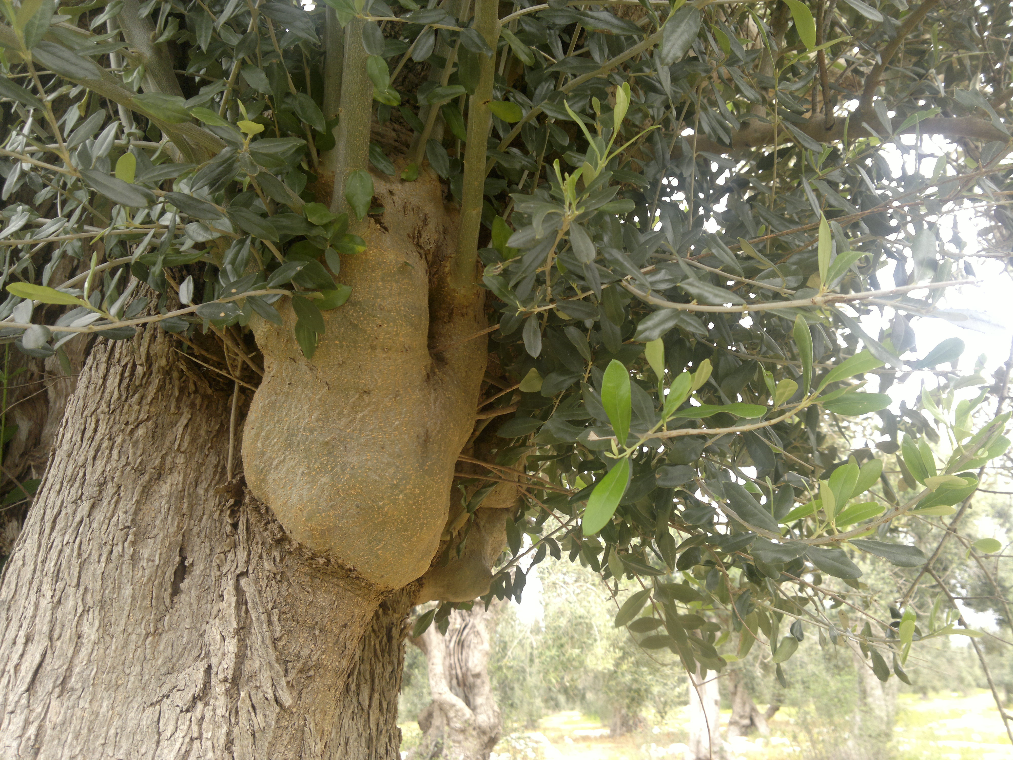 Nove progetti per “Rinascere dalla Xylella”