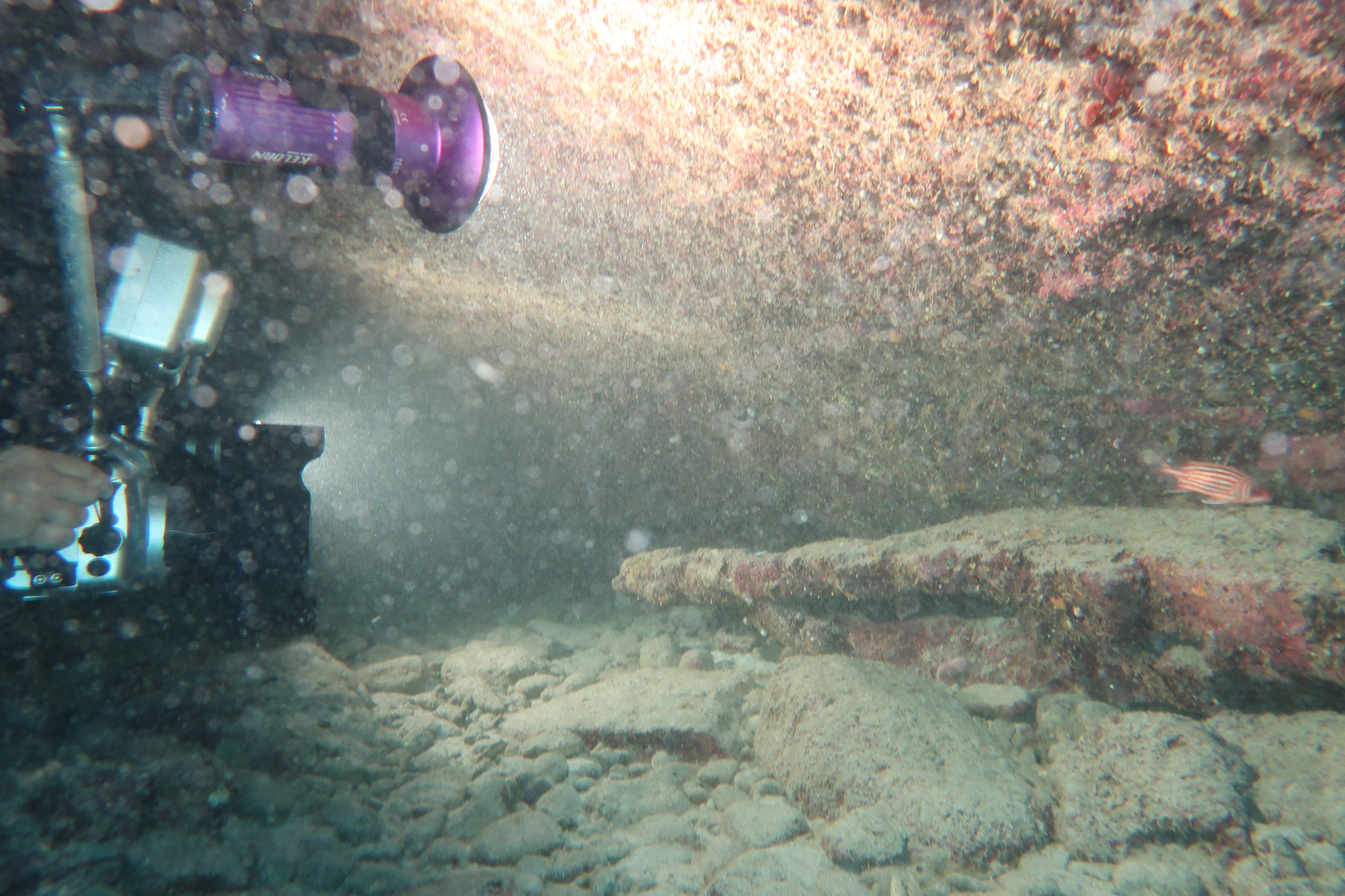 Il Mar Mediterraneo invaso dai pesci &quot;stranieri&quot;