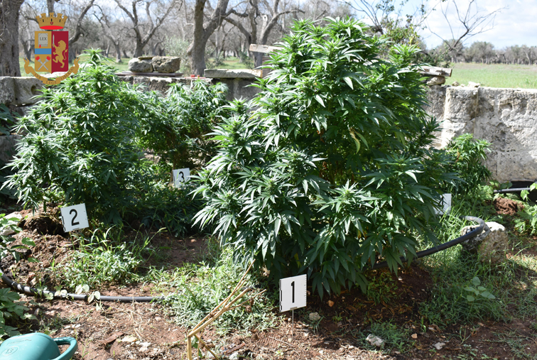 La Polizia di Galatina scopre una coltivazione di marijuana a Cutrofiano. Denunciato il proprietario del terreno La Polizia di Galatina scopre una coltivazione di marijuana a Cutrofiano. Denunciato il proprietario del terreno
