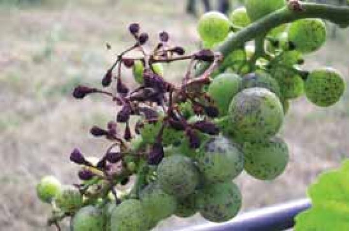 "Faremo rinascere in Sicilia il vino degli antichi romani" "Faremo rinascere in Sicilia il vino degli antichi romani"
