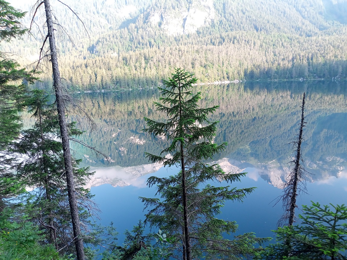 L'aria delle foreste aiuta a combattere l'ansia L'aria delle foreste aiuta a combattere l'ansia