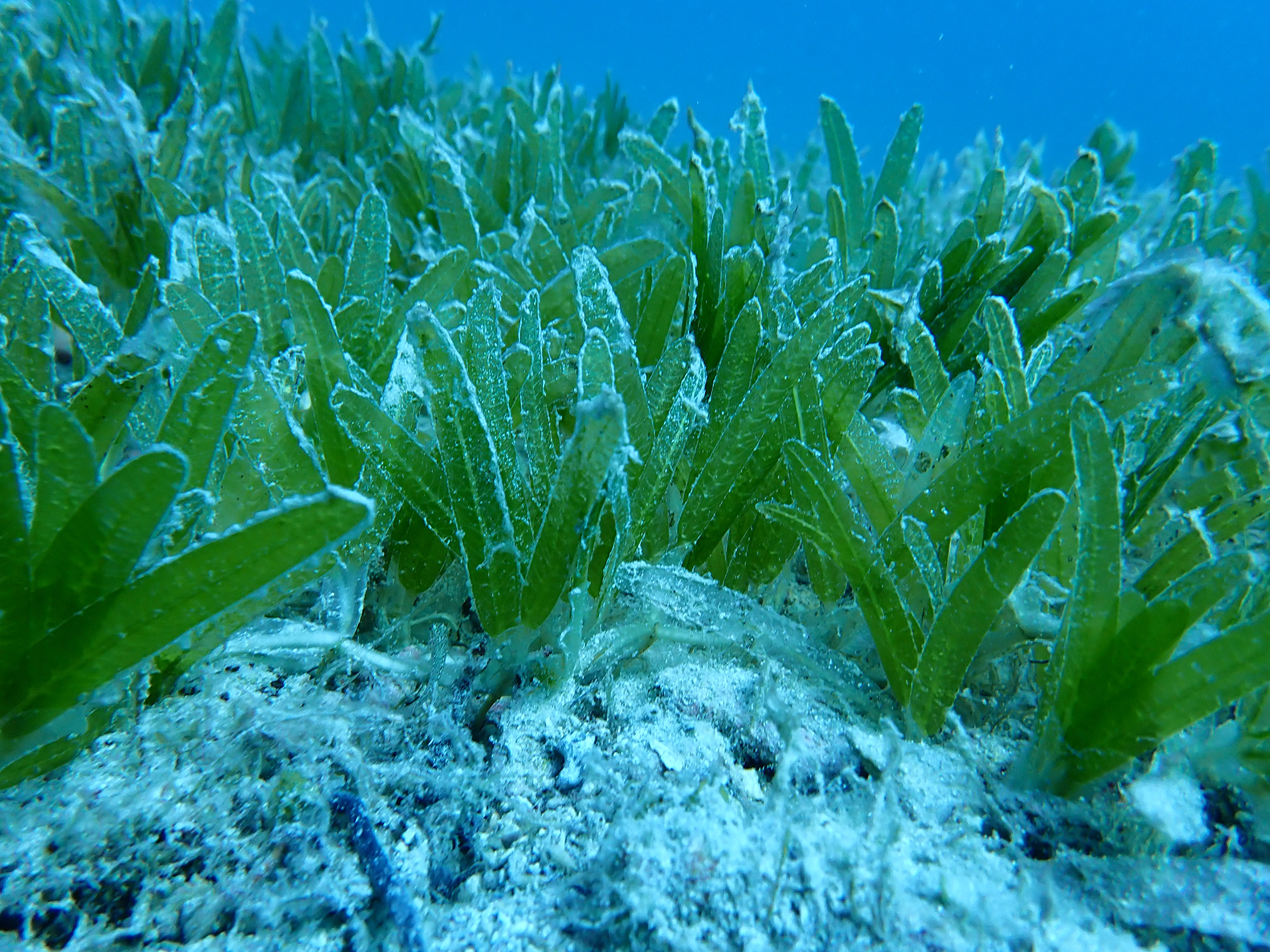 Lungo le coste del Salento un'alga aliena