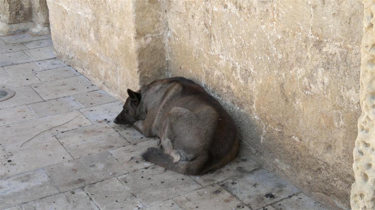 Con soli 30 euro si potrà sterilizzare il proprio cane Con soli 30 euro si potrà sterilizzare il proprio cane