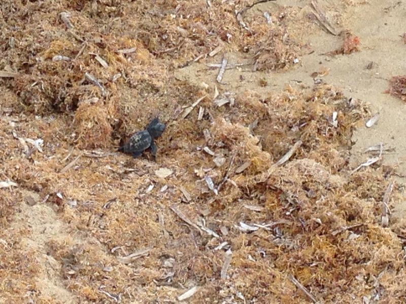 La 'carica' delle Caretta caretta