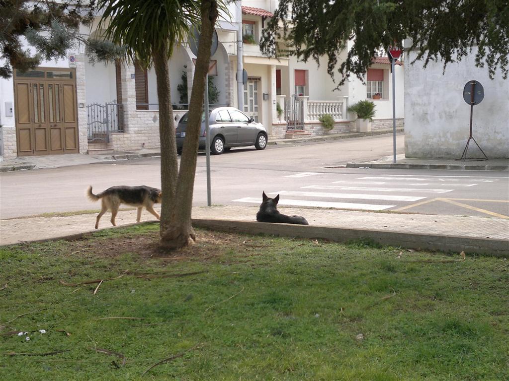 Branchi di cani randagi a Collemeto. Qualcuno se ne vuole occupare prima che diventino pericolosi? Branchi di cani randagi a Collemeto. Qualcuno se ne vuole occupare prima che diventino pericolosi?