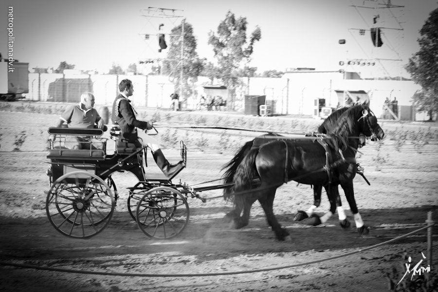 Cavalli, ballo e bellezza. Grande successo per la manifestazione nohana