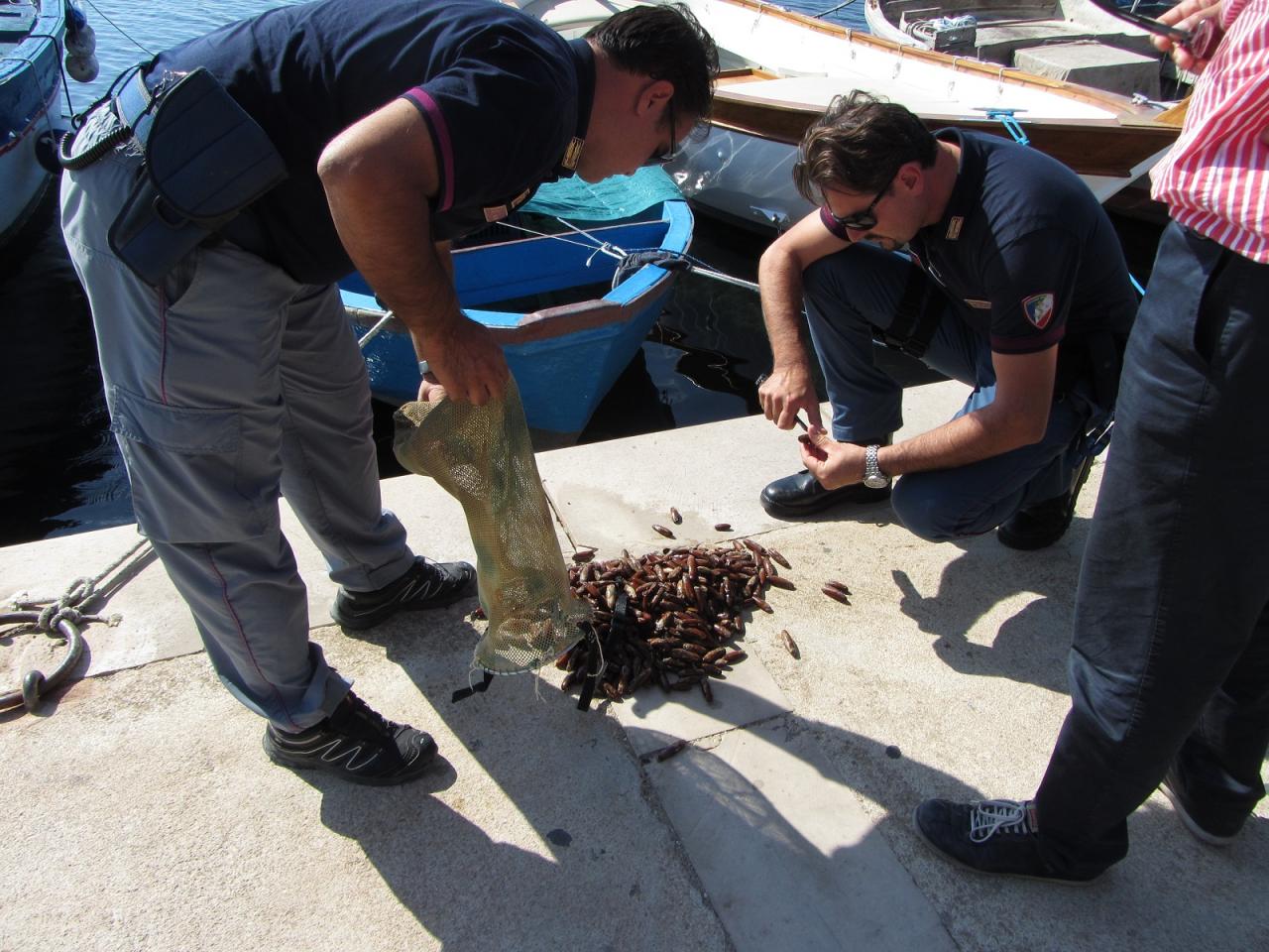 Denunciato sub sorpreso con 5,5 kg di datteri di mare. Distrutti i molluschi Denunciato sub sorpreso con 5,5 kg di datteri di mare. Distrutti i molluschi