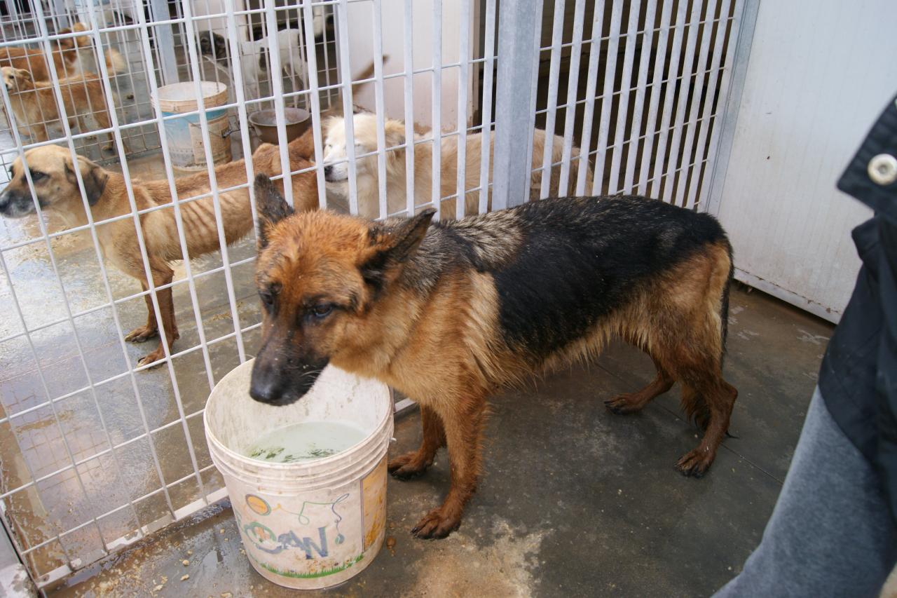 Sequestrato canile 'lagher' a Neviano, denunciato il proprietario