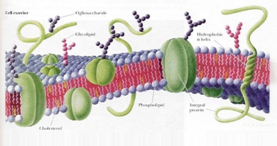 Scoperto il 'motore' delle cellule staminali Scoperto il 'motore' delle cellule staminali