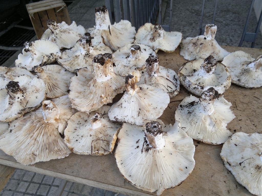 I funghi in vendita sulle strade di Galatina sono 'sicuri' I funghi in vendita sulle strade di Galatina sono 'sicuri'