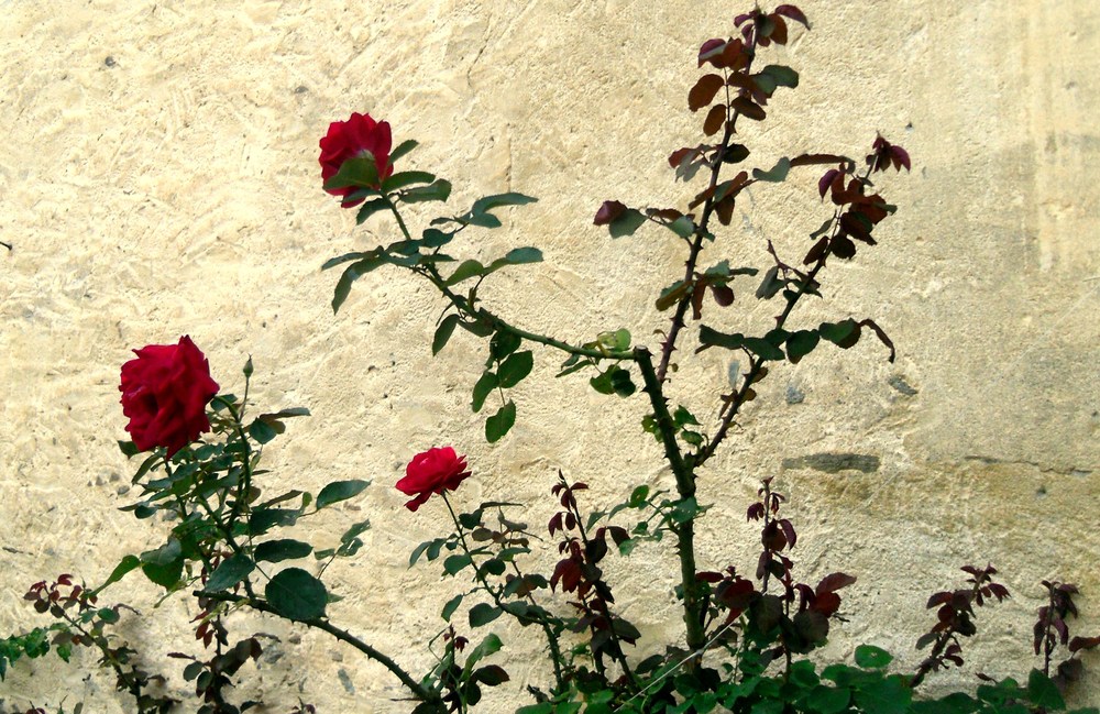 Un profumo di rose Un profumo di rose