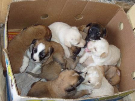 &quot;Con soli 30 euro sterilizzate il vostro cane! Un appello del vicesindaco di Galatina