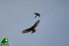 L'osservatorio faunistico si trasferisce nella nuova sede