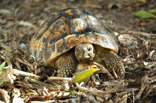 A Calimera il presepe vivente degli animali selvatici