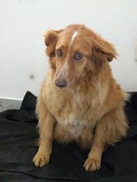 Dolly piange Rosa uccisa da un pirata della strada ai 'Piani'