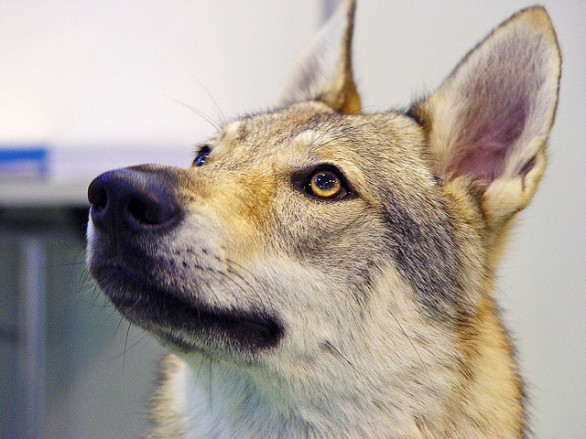 Sterilizzazione dei cani padronali, riaperti i termini