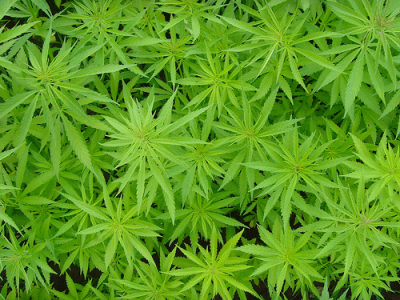 In Puglia è legale usare la cannabis per curarsi. La legge votata all'unanimità dal Consiglio regionale In Puglia è legale usare la cannabis per curarsi. La legge votata all'unanimità dal Consiglio regionale