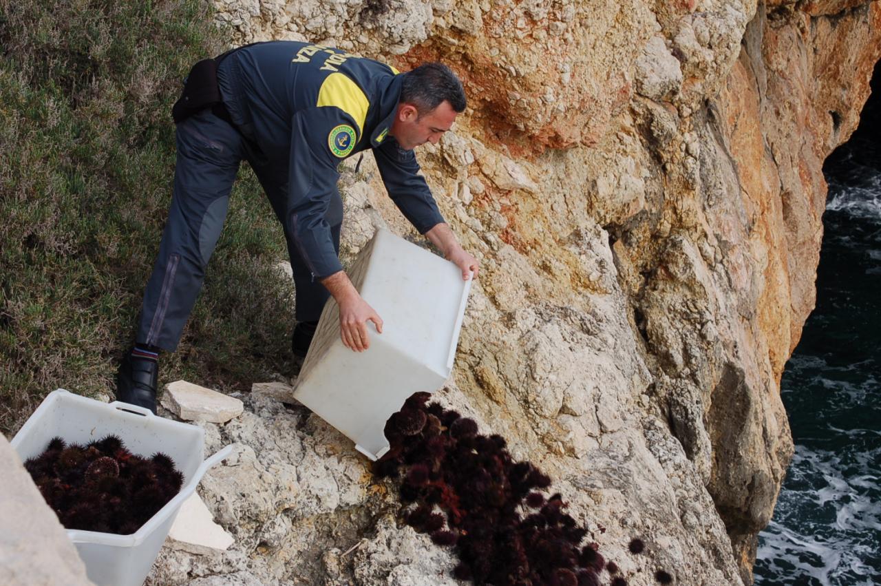 Rischia 12000 euro di multa per aver raccolto 700 ricci di mare Rischia 12000 euro di multa per aver raccolto 700 ricci di mare