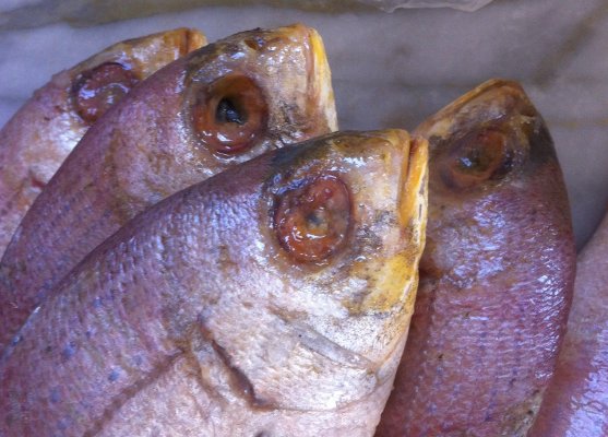 Pesce marcio, denunciato il titolare di una pescheria