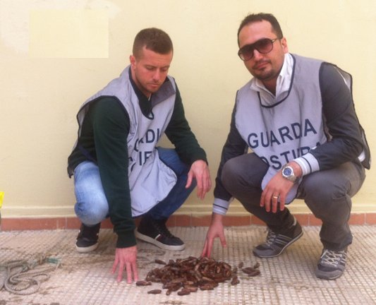 Aragoste e datteri in pescheria, multato e denunciato il proprietario Aragoste e datteri in pescheria, multato e denunciato il proprietario