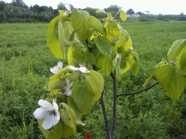 Il passero solitario
