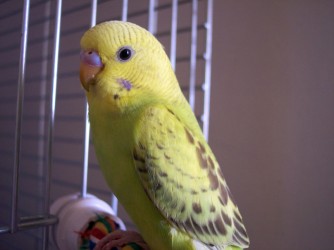 Forse individuato il padrone del pappagallino. Un invito a contattarlo